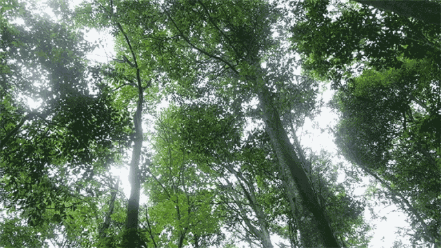 微信图片_20190815102646.gif