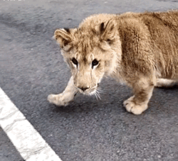微信图片_20190911082800.gif