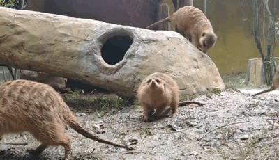 微信图片_20190911082820.gif