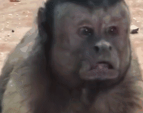 微信图片_20191026090757.gif